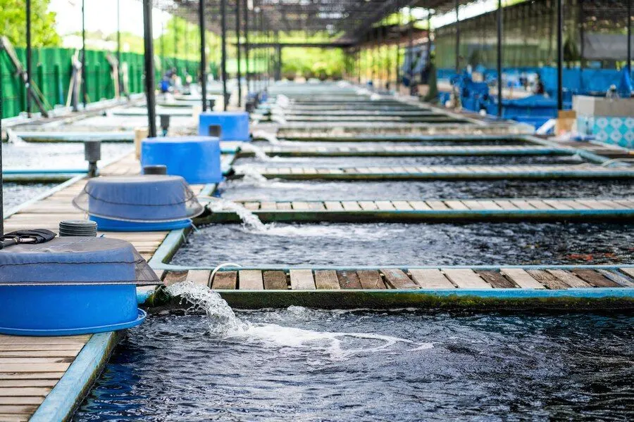 Tambak Ikan Air Tawar